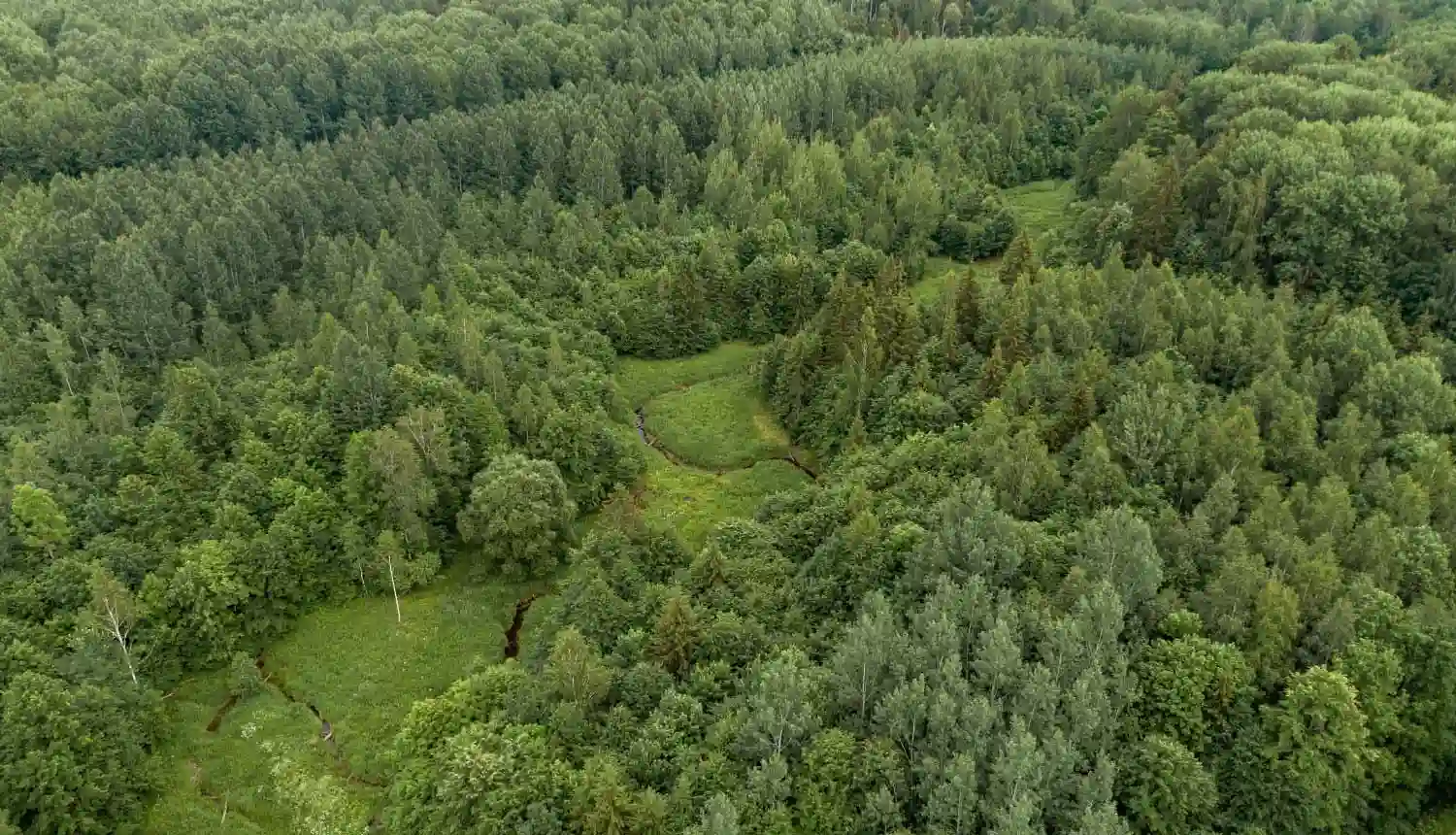 Latvijas Meža likums vienkāršā valodā