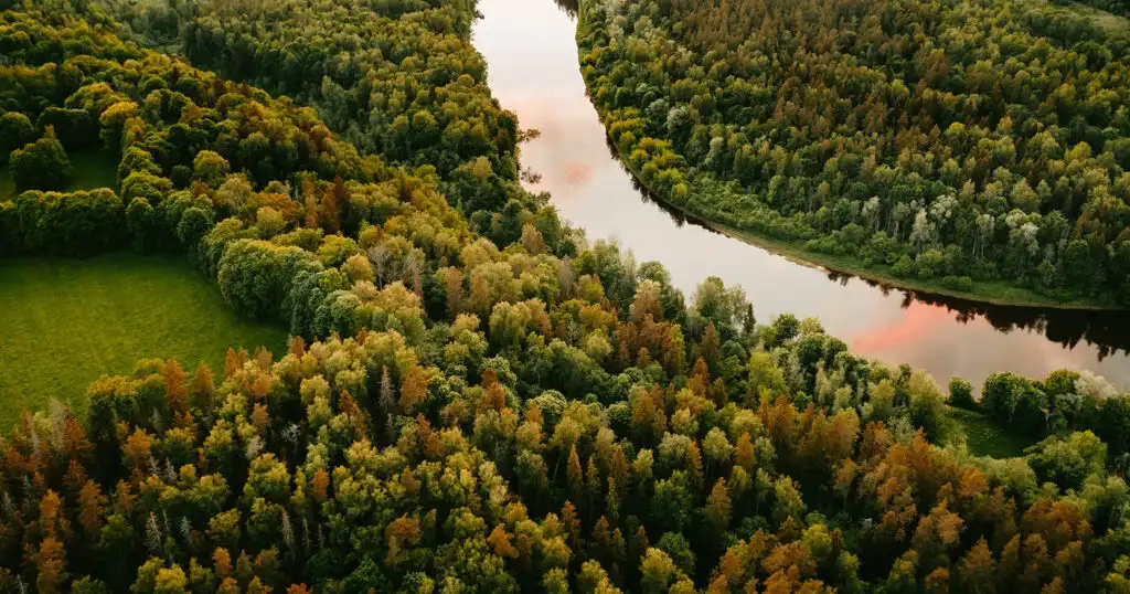 Latvijas mežu vēsture – kā mainījusies to apsaimniekošana gadsimtu gaitā