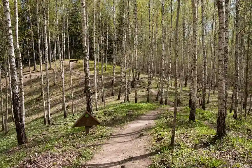 Latvijas mežu mistika: Pokaiņu mežs un citas leģendas