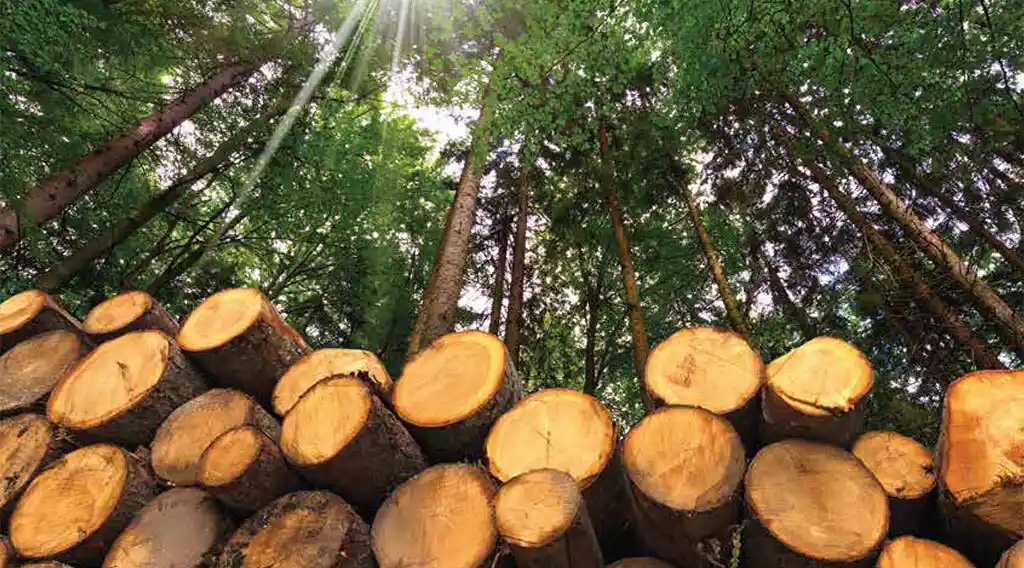 Mežs kā ekonomikas balsts – cik liela ir kokrūpniecības nozīme Latvijā